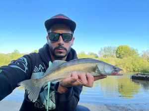 Zander