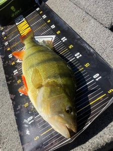 European Perch