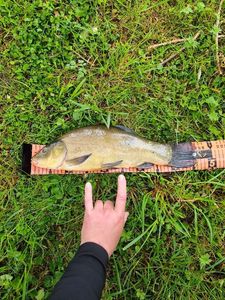 Tench