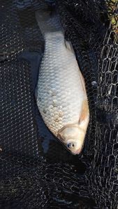 Crucian Carp