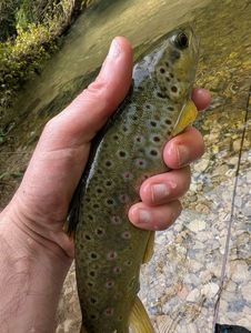 Brown Trout