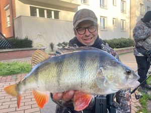 European Perch