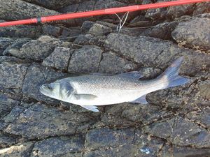 European Bass (Seabass)