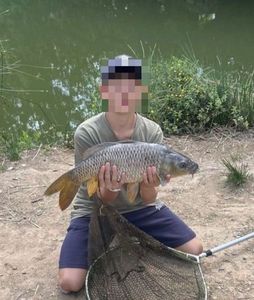 Common Carp