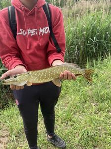 Northern Pike