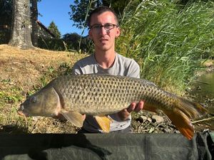 Common Carp