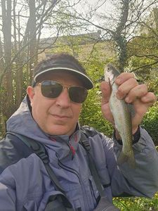 Rainbow Trout