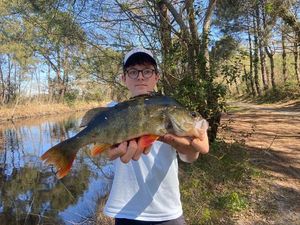 European Perch