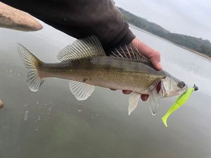 Zander