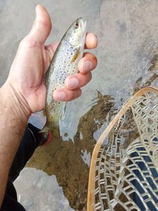 Brown Trout