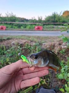 European Perch
