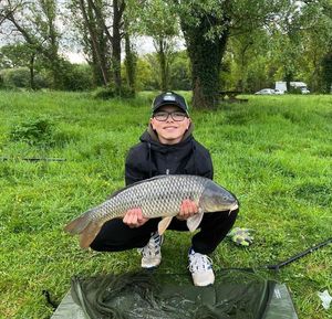 Common Carp
