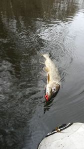 Northern Pike