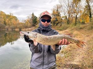Northern Pike