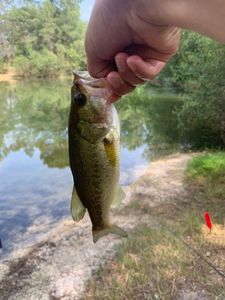 Largemouth Bass