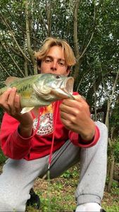 Largemouth Bass