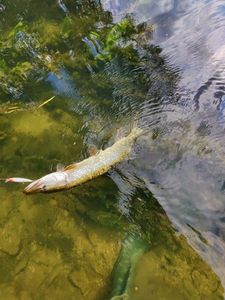 Northern Pike