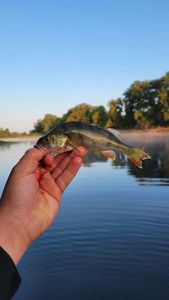 European Perch