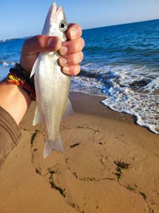 European Bass (Seabass)