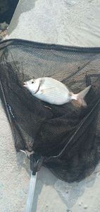 Common Two-banded Seabream