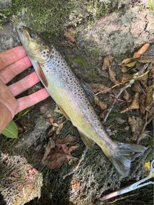 Brown Trout
