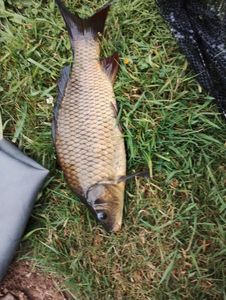 Common Carp