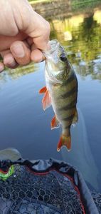 European Perch