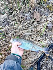 Rainbow Trout