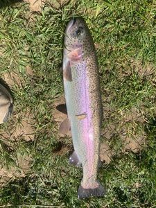 Rainbow Trout