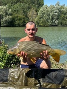 Common Carp