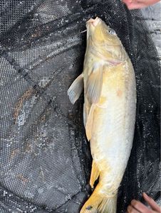 Leather Carp