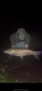 Grass Carp