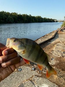 European Perch