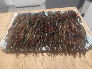 Red Swamp Crayfish