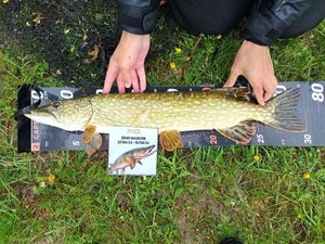 Northern Pike