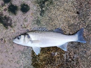 European Bass (Seabass)