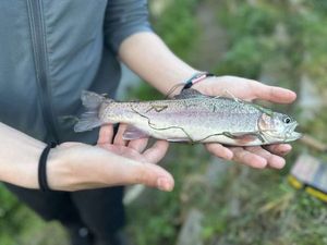 Rainbow Trout