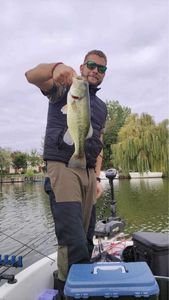 Largemouth Bass