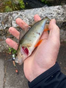 European Perch