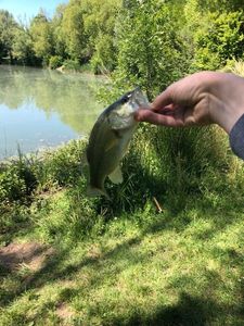 Largemouth Bass