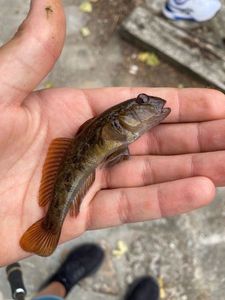 Giant Goby