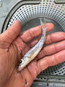 Gudgeon