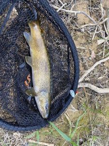 Brown Trout