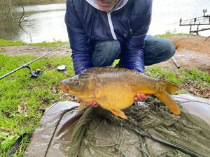 Mirror Carp
