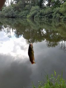 Black Bullhead