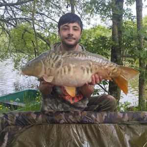 Mirror Carp