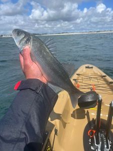 European Bass (Seabass)