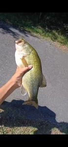 Smallmouth Bass