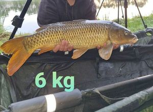 Common Carp