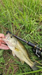 Smallmouth Bass